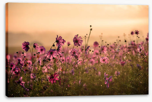 Meadows