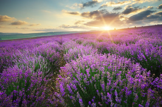 Lavender fields forever
