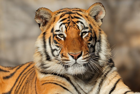 Bengal tiger at rest