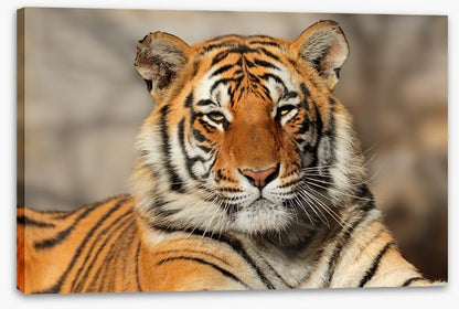 Bengal tiger at rest