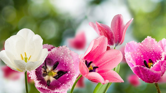 One white tulip