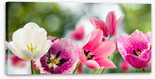One white tulip