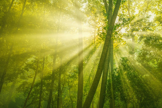Forests