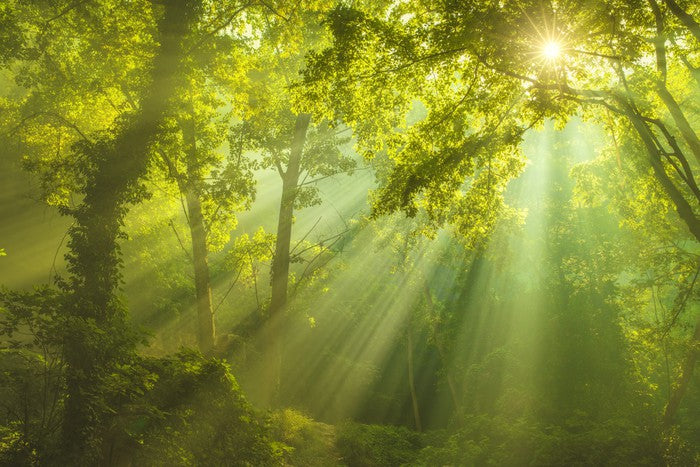 Forest of heaven