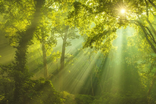 Forest of heaven