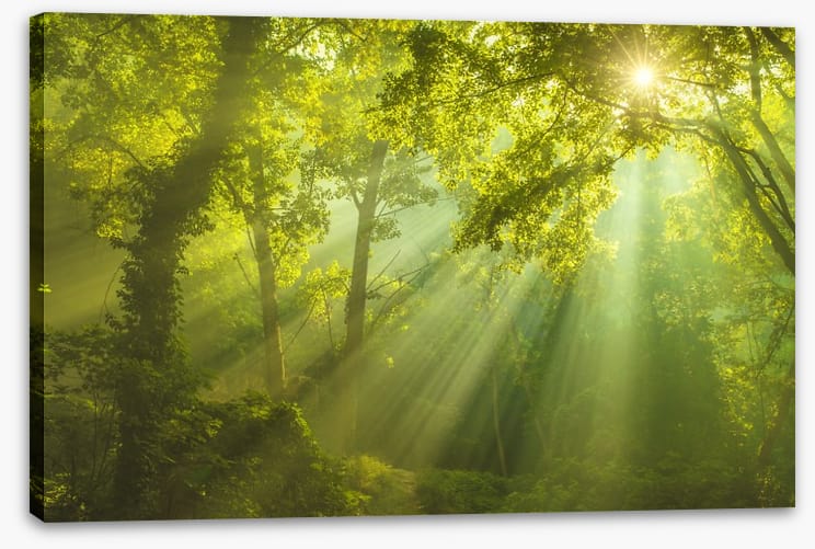 Forest of heaven
