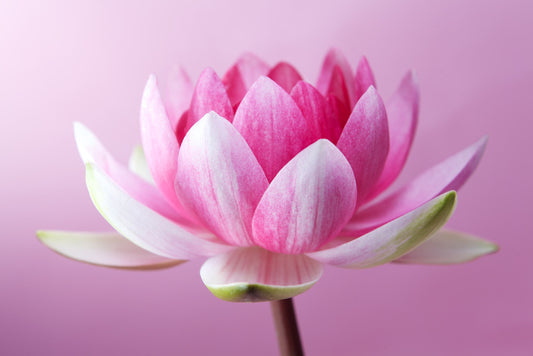 Unfurling lotus
