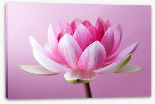Unfurling lotus