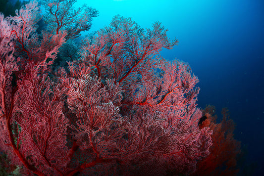 Underwater