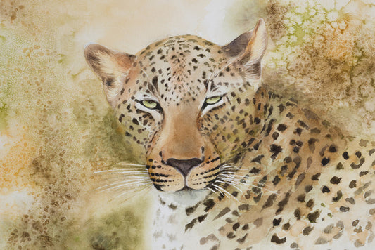 Languorous leopard