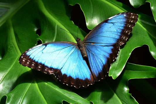 Insects