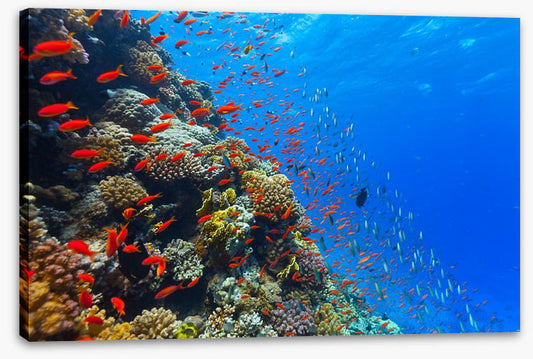 Coral crossing