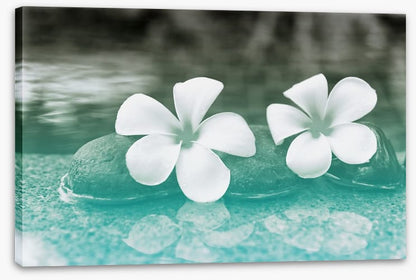 Purity blooms