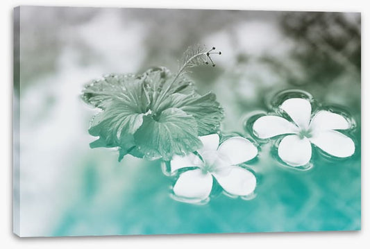Floating hibiscus