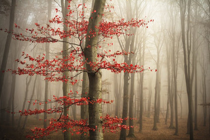 Last Autumn leaves