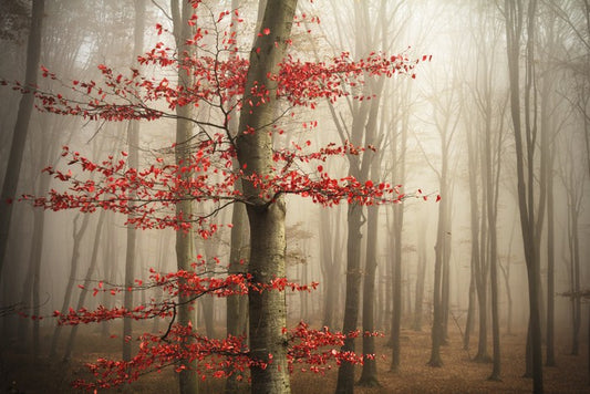 Last Autumn leaves