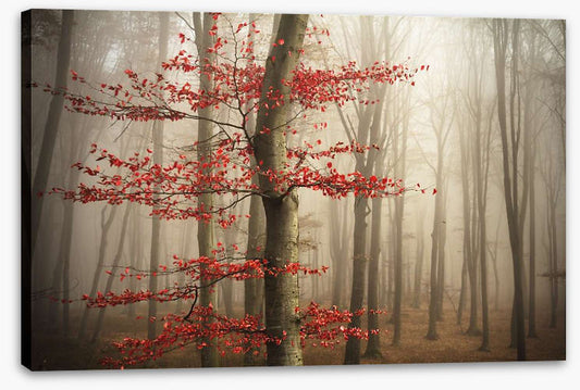 Last Autumn leaves