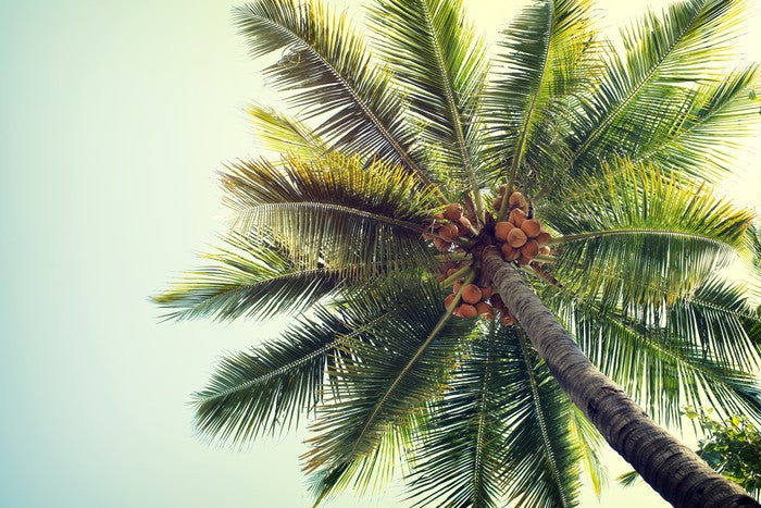 Coconut palm