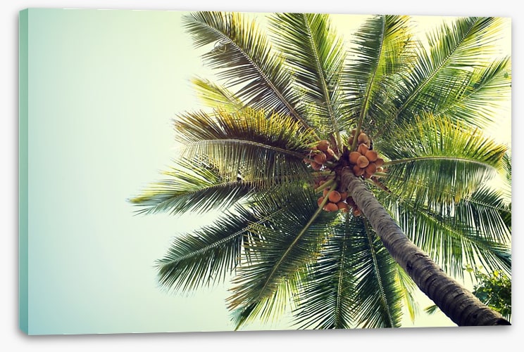 Coconut palm