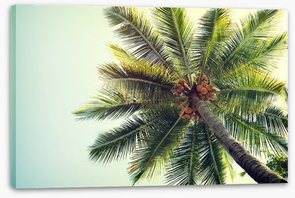 Coconut palm