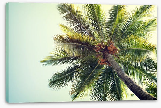 Coconut palm