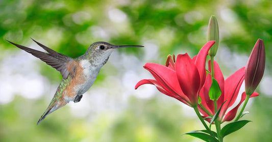 Iridescent hummingbird