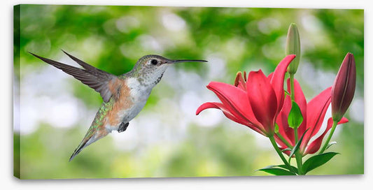 Iridescent hummingbird