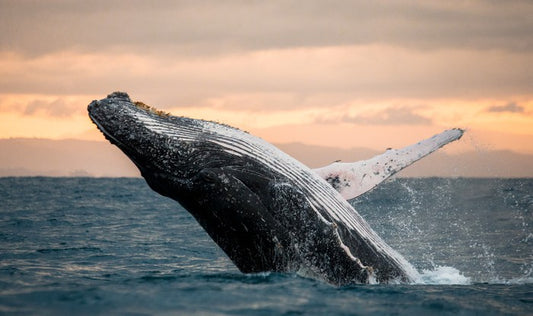Whale out of water
