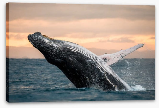 Whale out of water