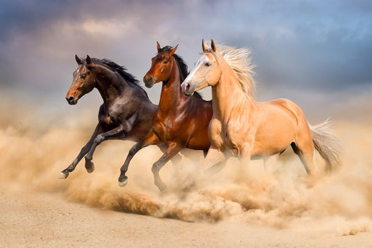 Young, wild and free