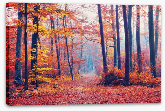 Autumn forest mist
