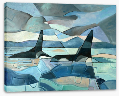 Orcas swimming