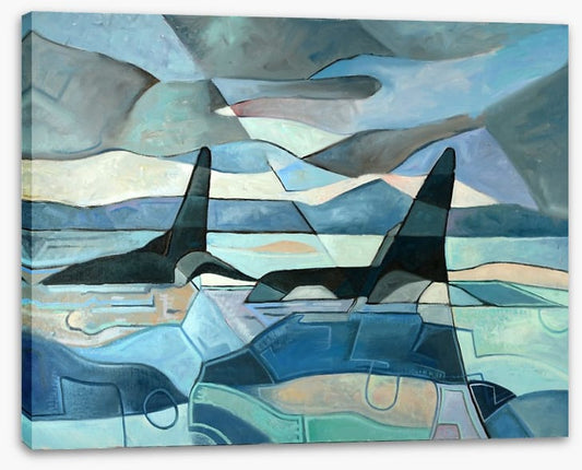 Orcas swimming