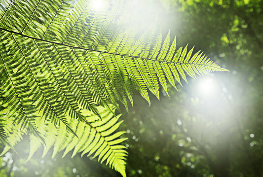 Sunlight fern