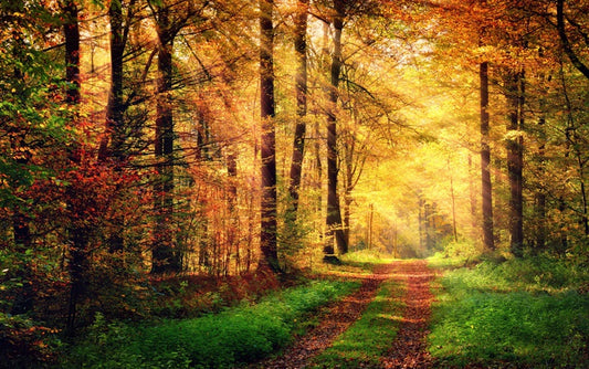 Where autumn takes you