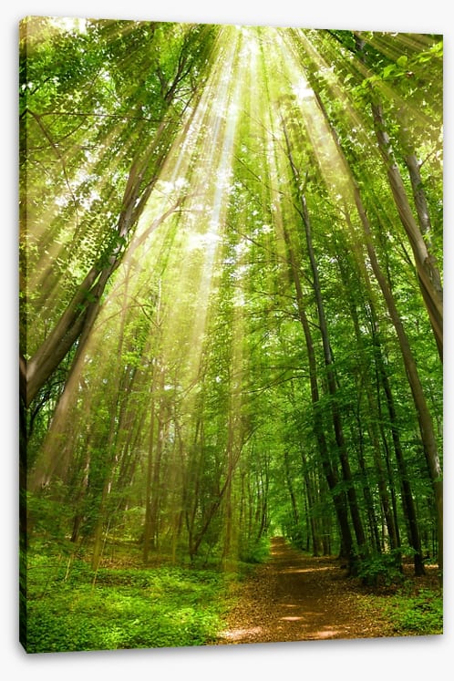 Spring sunbeam