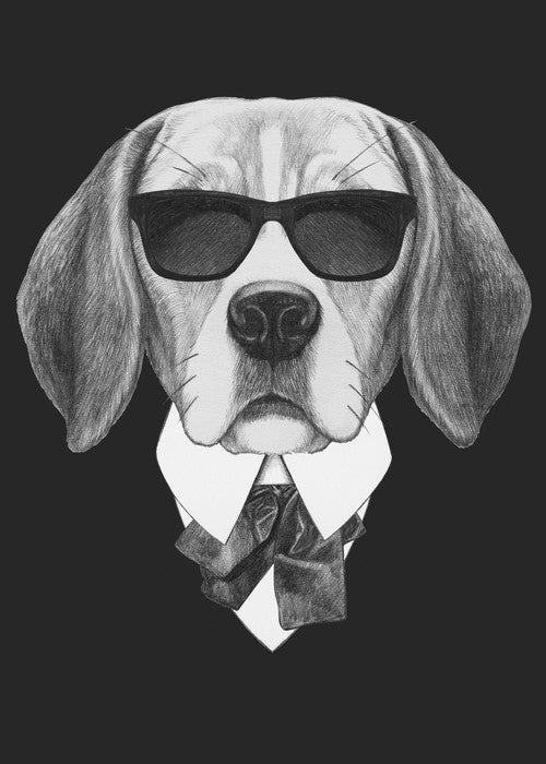 Suave beagle