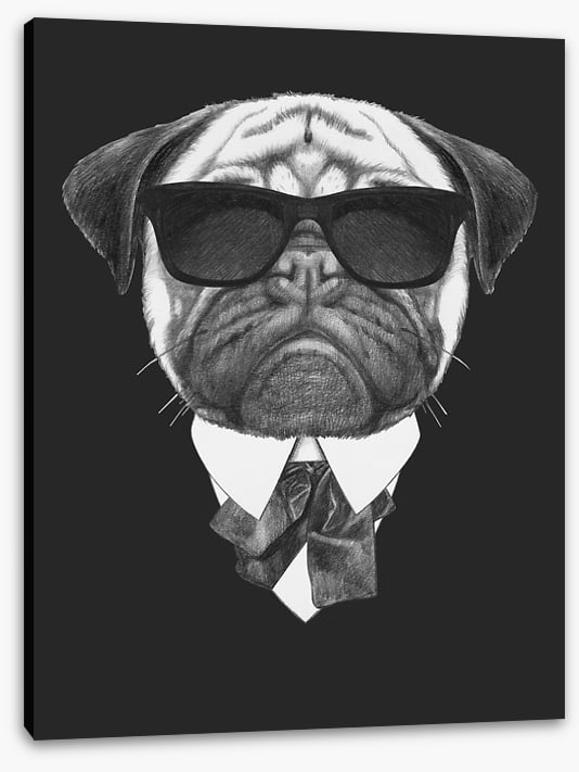 Suave pug