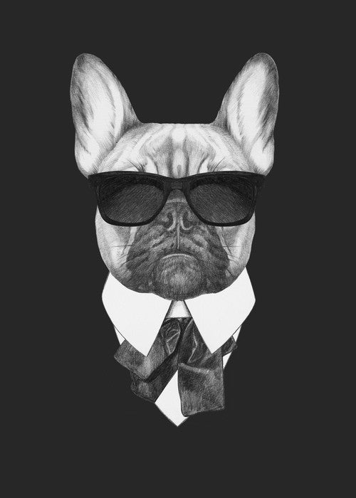 Suave french bulldog