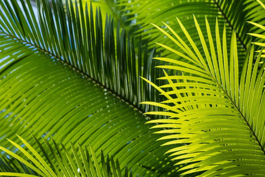 Frond in front