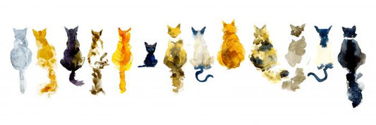 Odd cat out