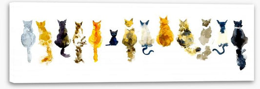 Odd cat out