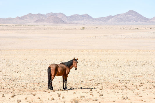 Lost in the desert