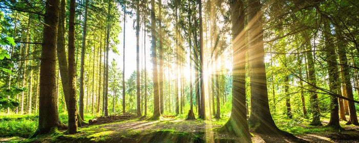 Sunbeam forest panorama