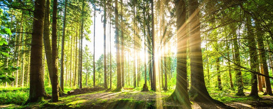 Sunbeam forest panorama