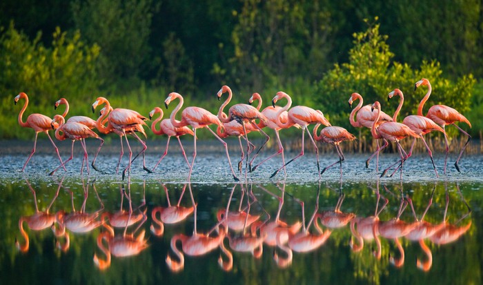 Flamingo run