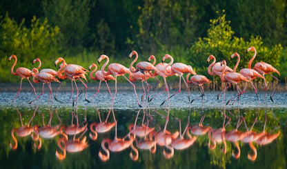 Flamingo run