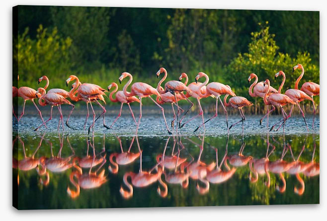 Flamingo run