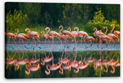 Flamingo run