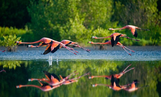 Flamingo fly